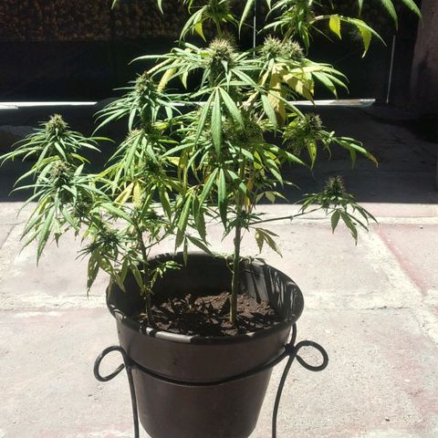Panteonera kush growlog timeline photo