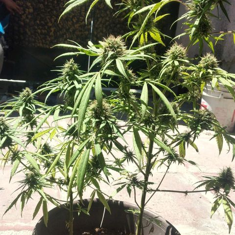Panteonera kush growlog timeline photo