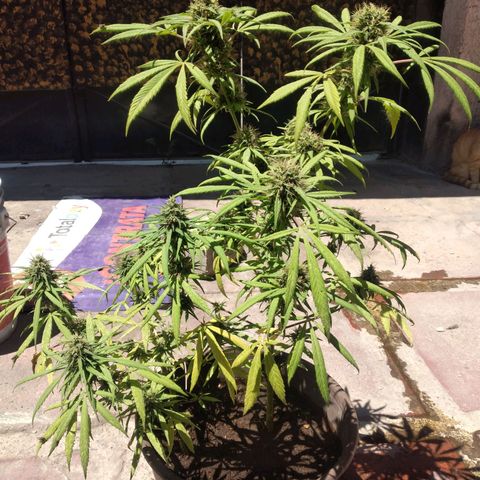 Panteonera kush growlog timeline photo