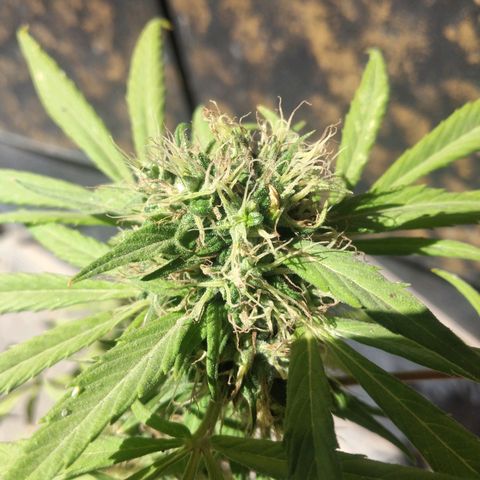 Panteonera kush growlog timeline photo