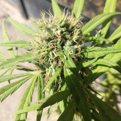 Panteonera kush growlog timeline photo