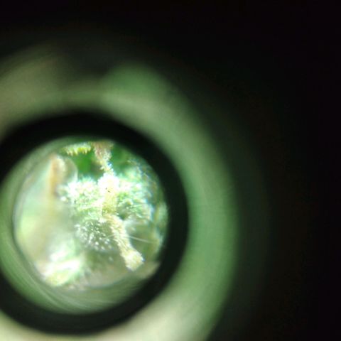 Panteonera kush growlog photo: Estrenando lupa microoscopica