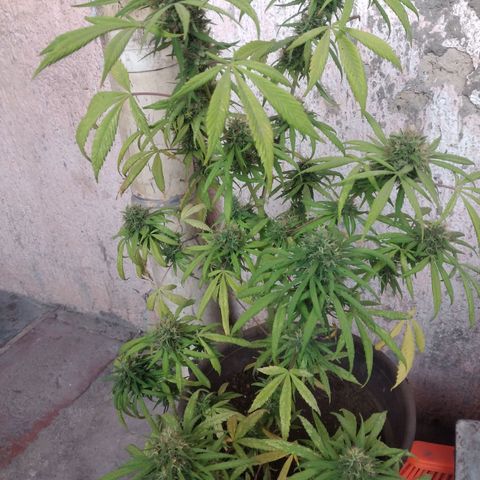 Panteonera kush growlog photo: Estrenando lupa microoscopica