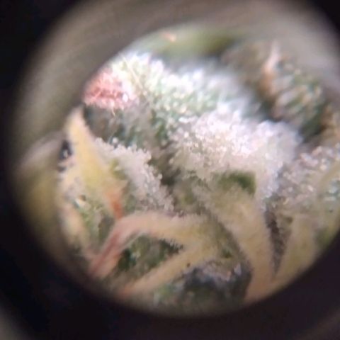 Panteonera kush growlog timeline photo