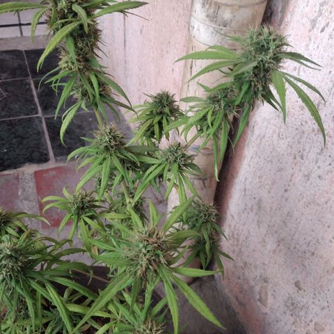 Panteonera kush growlog timeline photo