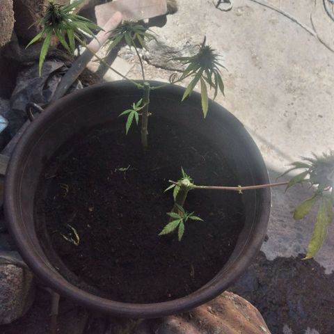 Panteonera kush growlog photo: La deje con unas flores para ver si se puede revegetar y a sol directo con aproximadamente 13 a 14 hrs de luz 