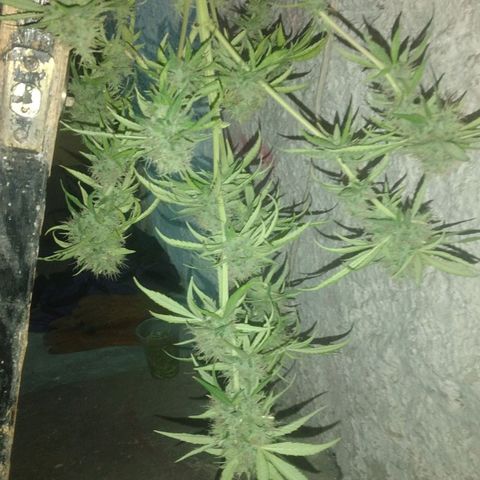Panteonera kush growlog timeline photo