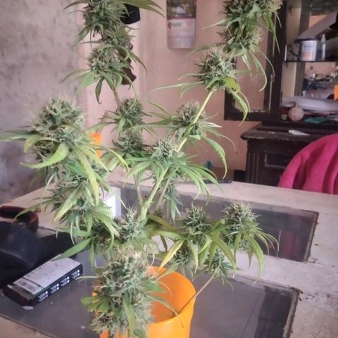 Panteonera kush growlog timeline photo