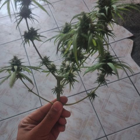 Panteonera kush growlog timeline photo