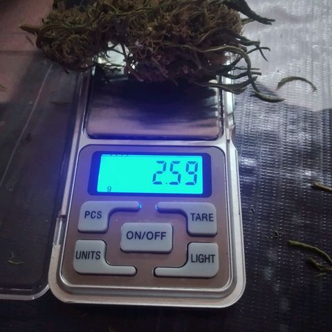 Panteonera kush growlog timeline photo
