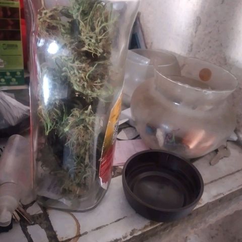 Panteonera kush growlog timeline photo