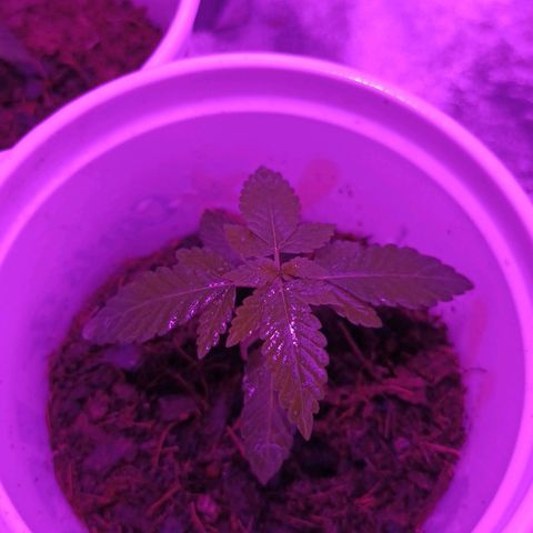 Desconocida  growlog photo: 5 días sin agua 