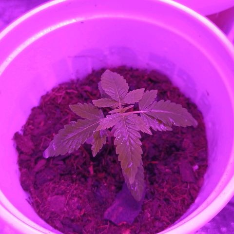 Desconocida  growlog photo: 5 días sin agua 