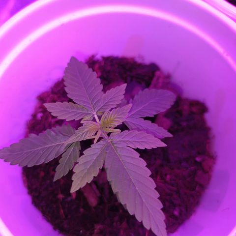 Desconocida  growlog photo: Última semana de plántula 