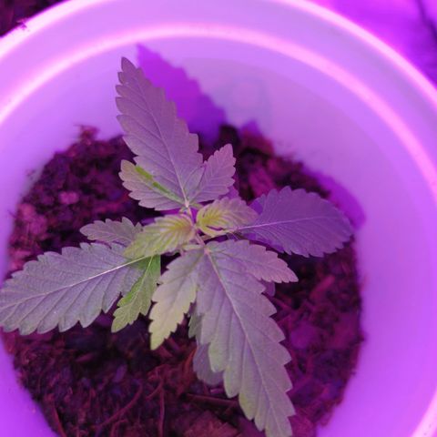 Desconocida  growlog photo: Última semana de plántula 