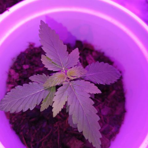 Desconocida  growlog timeline photo