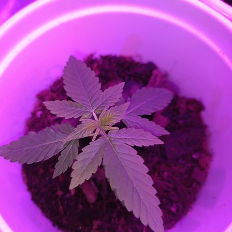 Desconocida  growlog timeline photo