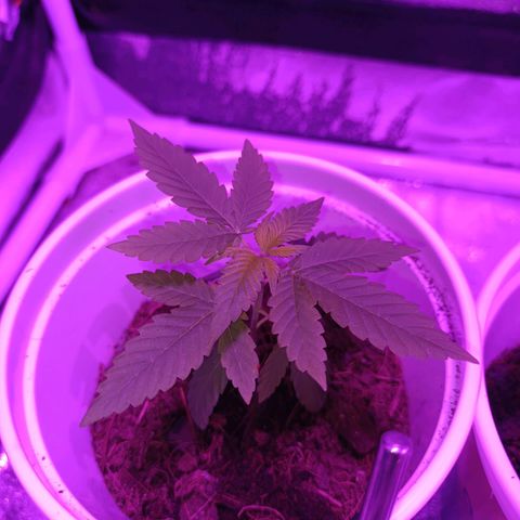 Desconocida  growlog timeline photo