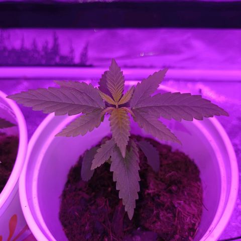 Desconocida  growlog timeline photo