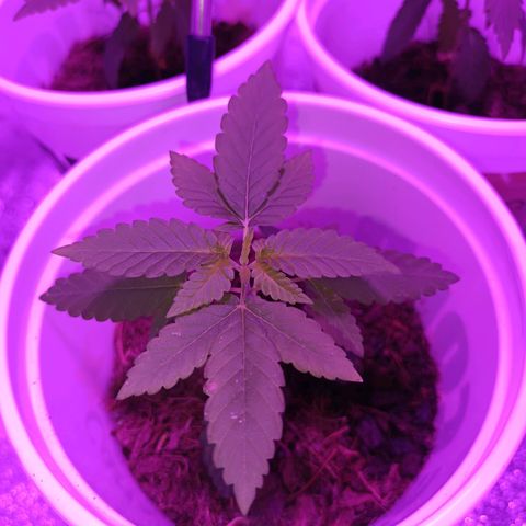 Desconocida  growlog timeline photo