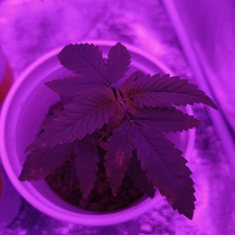 Desconocida  growlog photo: Manchas de jabón potásico y quemaduras en las hojas 