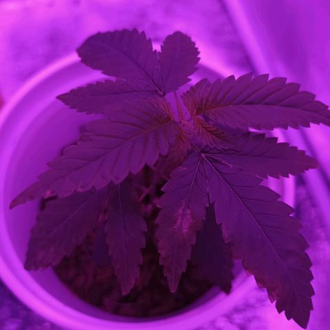 Desconocida  growlog photo: Manchas de jabón potásico y quemaduras en las hojas 