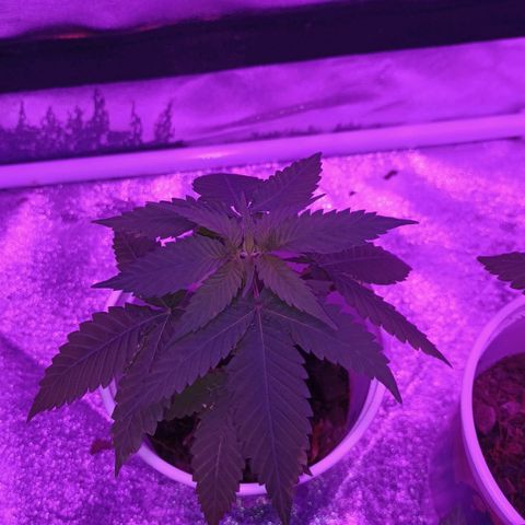 Desconocida  growlog timeline photo