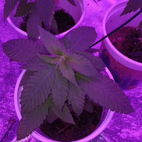 Desconocida  growlog timeline photo