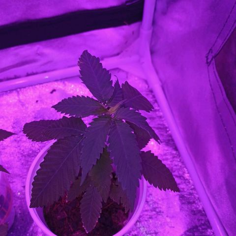 Desconocida  growlog timeline photo