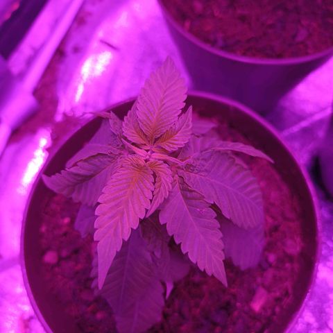 Desconocida  growlog timeline photo