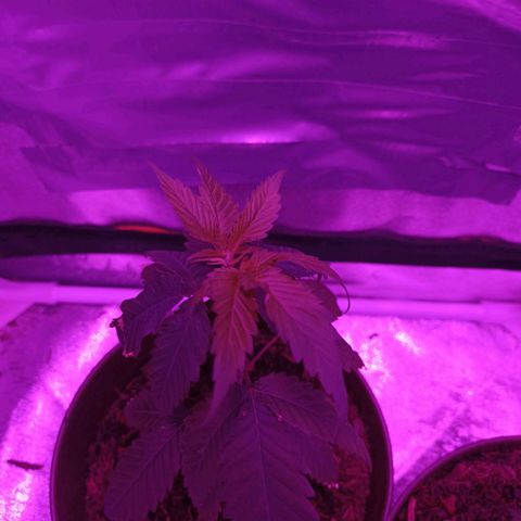 Desconocida  growlog timeline photo