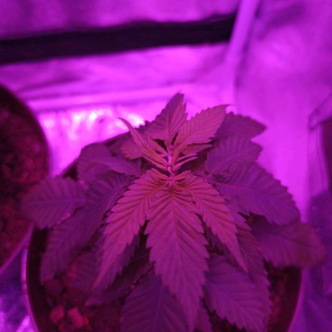 Desconocida  growlog timeline photo