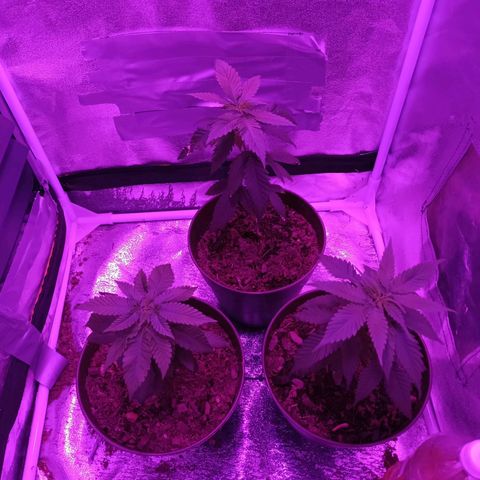 Desconocida  growlog photo: Respondieron con vigorosidad al transplante 