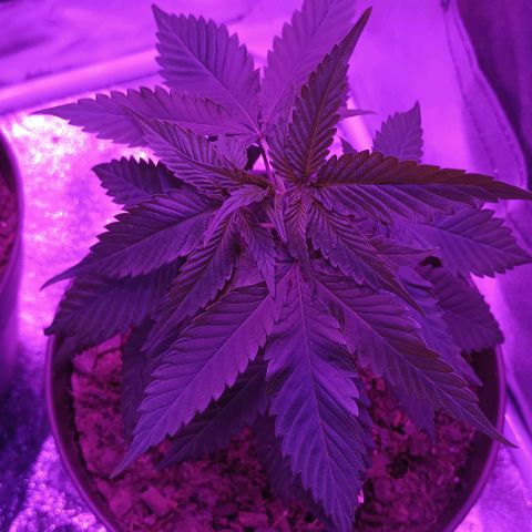 Desconocida  growlog timeline photo