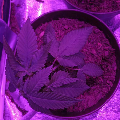 Desconocida  growlog timeline photo