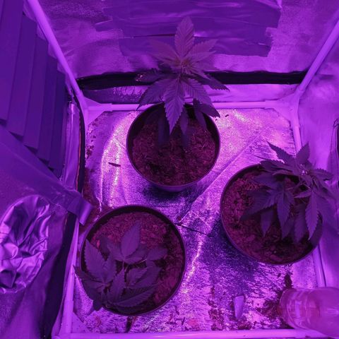 Desconocida  growlog timeline photo