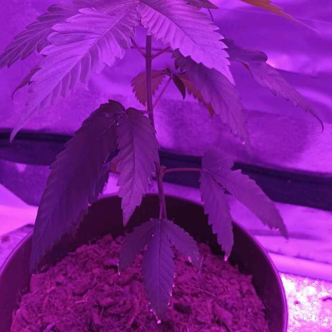Desconocida  growlog timeline photo