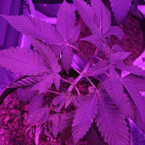 Desconocida  growlog timeline photo