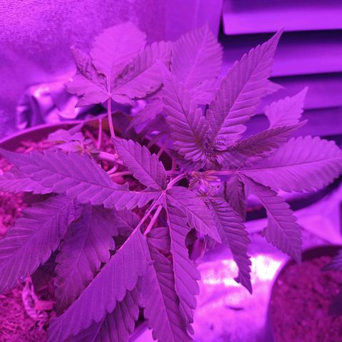 Desconocida  growlog timeline photo