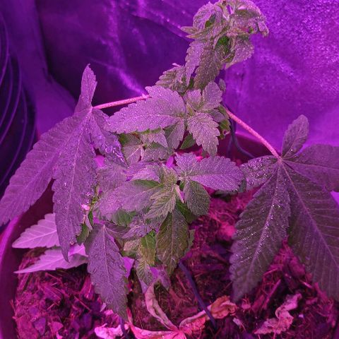 Desconocida  growlog timeline photo