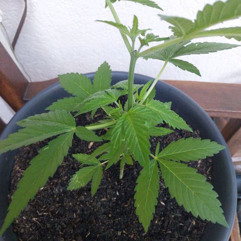 Jaqueline  growlog timeline photo