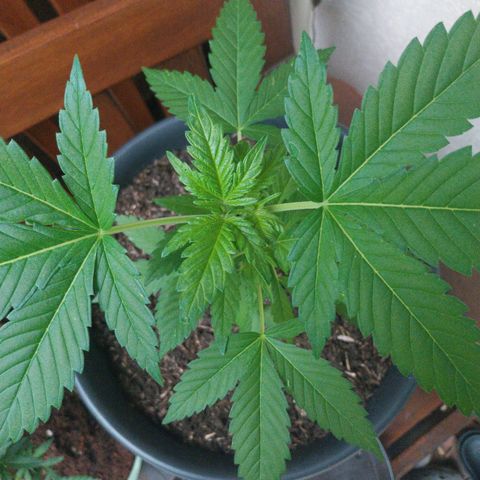 Jaqueline  growlog timeline photo