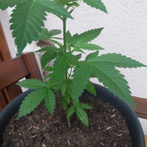 Jaqueline  growlog timeline photo