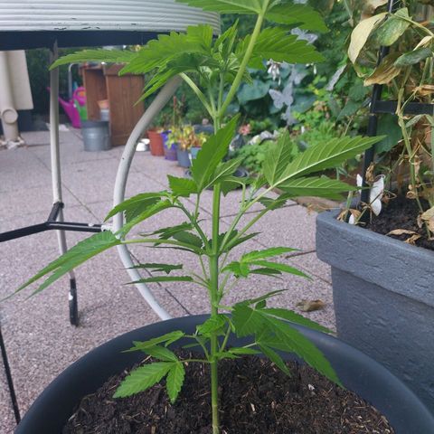 Jaqueline  growlog photo: Untere Zweige gecroppt und kleinere Blätter weggenommen