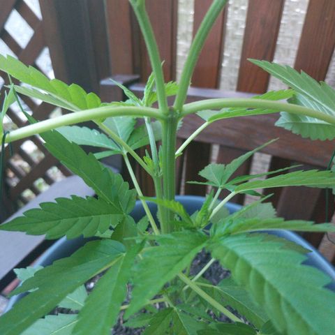 Jaqueline  growlog timeline photo