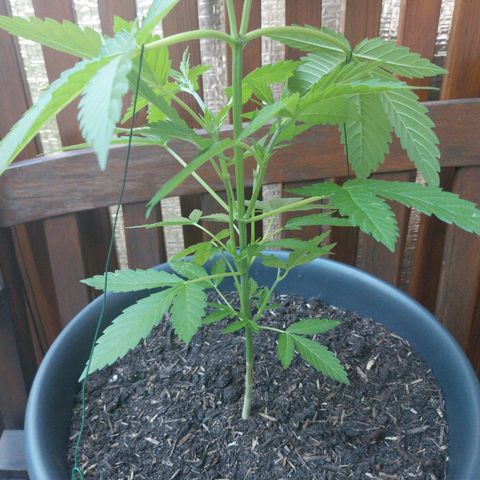 Jaqueline  growlog timeline photo