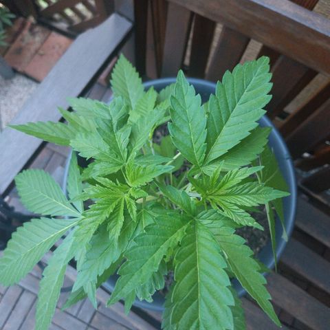 Jaqueline  growlog timeline photo