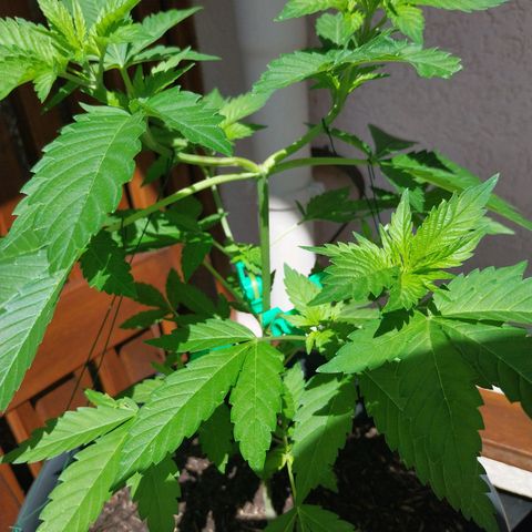 Jaqueline  growlog timeline photo