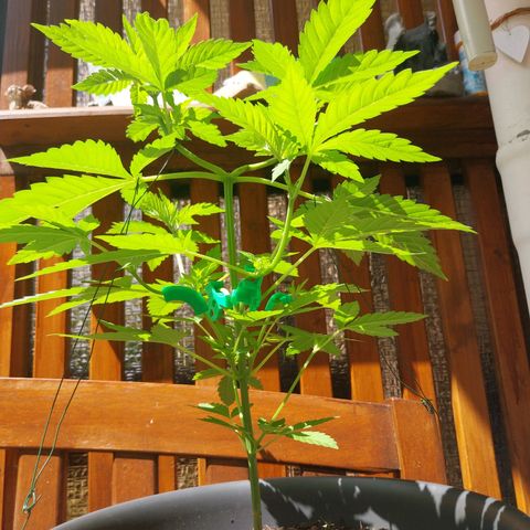 Jaqueline  growlog timeline photo