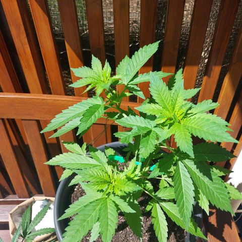 Jaqueline  growlog timeline photo